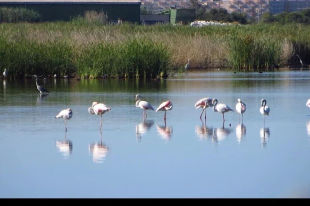 Junto Al Mar Con Wifi Y Piscina Apartment Sagunto